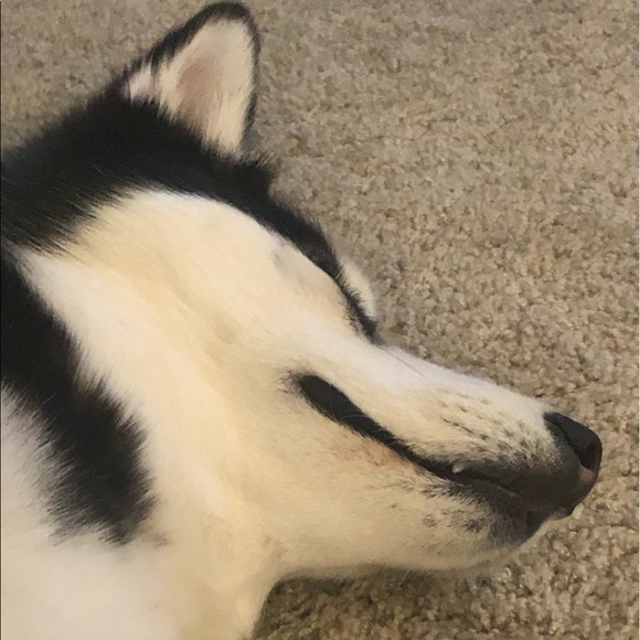 Meet your Posher, Abigail - Picture 1 of 1